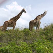 Explore the nature and wildlife in Serengeti, Ngorongoro, Tarangire NP with Kyosei Foundation