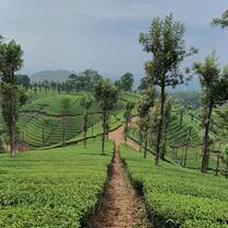 Nilgiris