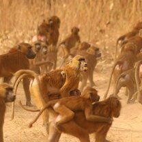 Guinea baboons
