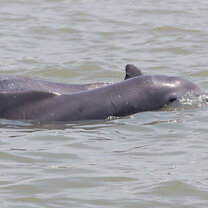 Critically Endangered humpback dolphins