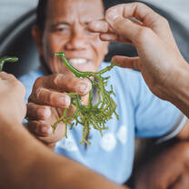 Learning about Seaweed