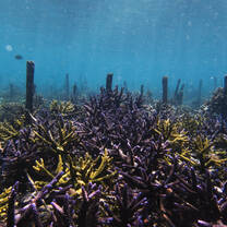 Rehabilitated Reef