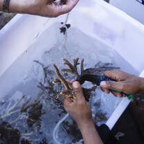 Fragmenting corals