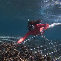 Planting your corals