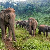 Elephant herd