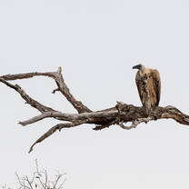 Kranskop in the close by Marakele NP is home to the biggest vulture colony in the world 