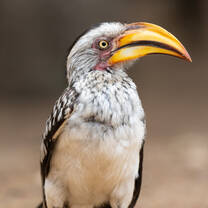 This southern yellow billed hornbill counts to our frequent visitors on the reserve 