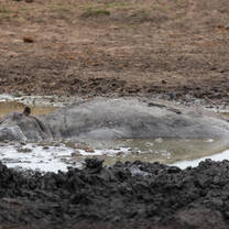 Hippos in the Crocodile River on the reserve 