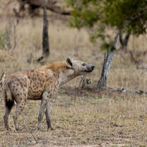 Spotted hyena on the reserve 