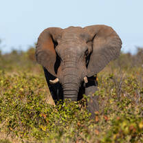 Elephant bull in Mopani scrub