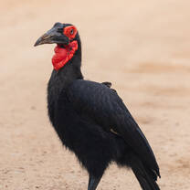 Southern ground hornbill (also called thunderbird)