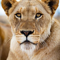 Lioness from the close by Marakele National Park