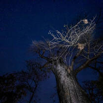 A sky full of stars underneath this mighty baobab 