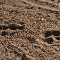 Lion tracks 