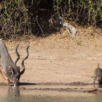 Kudu and baboons drinking together at a pan 