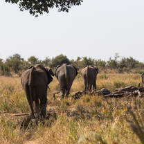 Elephant bulls 