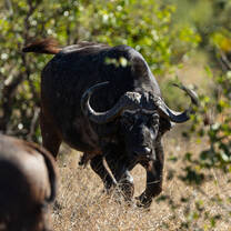 Buffalo bull 