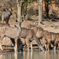 Herd of kudus drinking at one of the pans on the reserve 