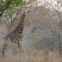 Giraffes are spotted regularly 