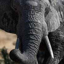 Elephant bull in Marakele National Park 20 min from the reserve 