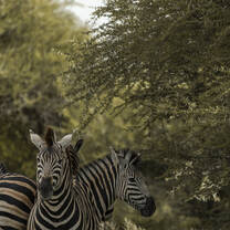 Zebras on the reserve 