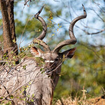 Kudu bull on the reserve 