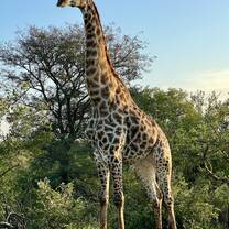 One of our magnificent giraffe bulls on the reserve 