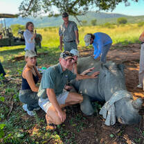 Assisting the local vet with a rhino treatment 