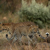 Two leopards 