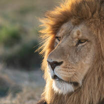 Male lion spotted during dusk at one of the pans 