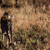 Female cheetah  