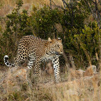 One of our residential leopards 
