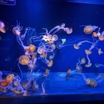 Sumidagawa Aquarium's Jellyfish