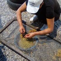 Making flour with indiginous plant