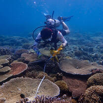 A scientific diver rolling out a transect for a survey