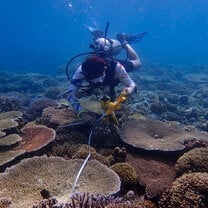 A scientific diver rolling out a transect for a survey