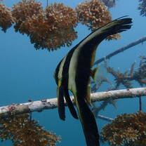 Batfish