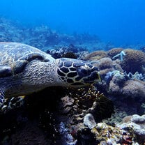 A Hawksbill Turtle