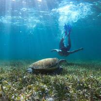 Person diving with turtle