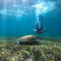 Person diving with turtle