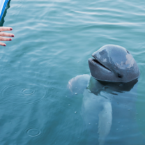 Irrawaddy Dolphin