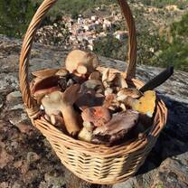 Basket with mushrooms