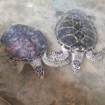 the turtle