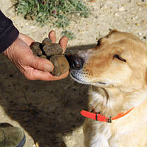 Dog smelling truffles