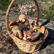 Basket with mushrooms