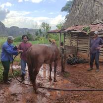 People giving a bath to a horse