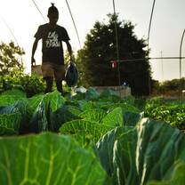 Sustainable farming