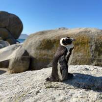 Penguin from Boulder Beach