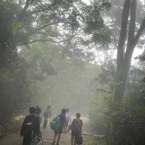 Clouds in the forest