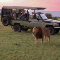 Volunteers monitoring a lion